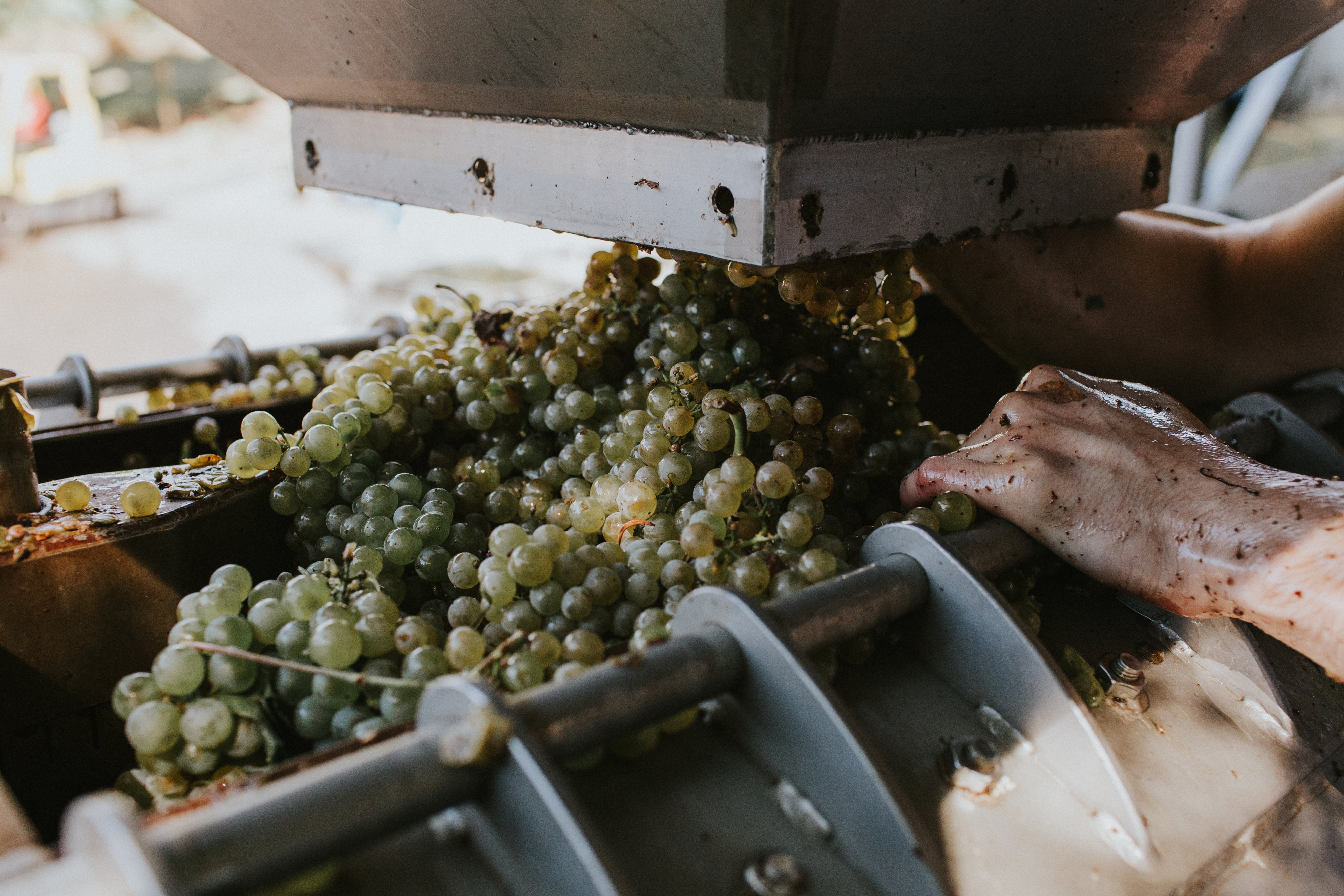 Fruit processing