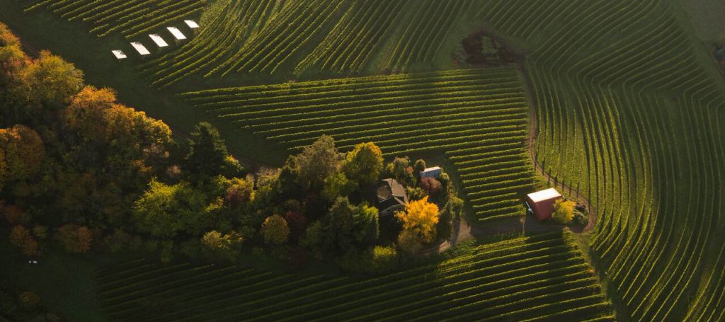 Chehalem Vineyard Aerial View