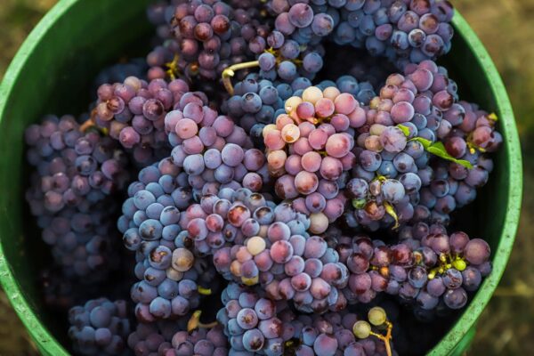 Grapes - Pinot Gris