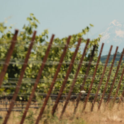 Chehalem Estate Vineyard Walk and Tasting